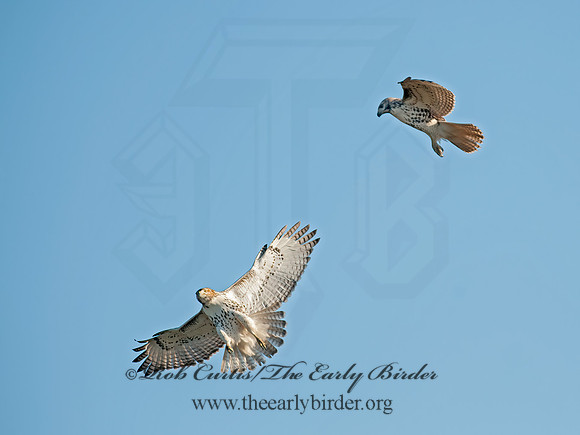 Buteo jamaicensis  RED-TAILED HAWK 8029437z