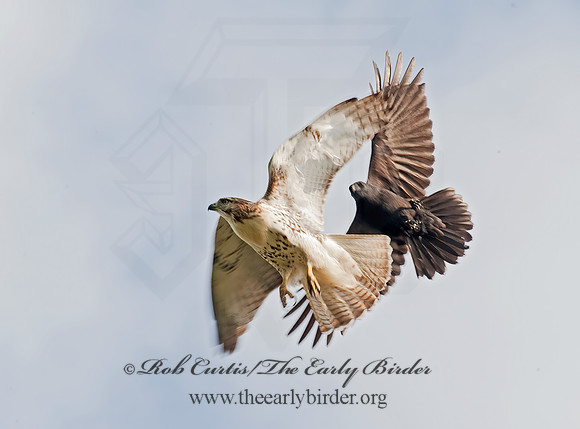 Buteo jamaicensis  RED-TAILED HAWK 8023826z