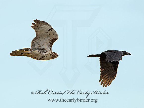 Buteo jamaicensis  RED-TAILED HAWK 9025276z