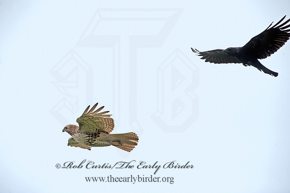 Buteo jamaicensis  RED-TAILED HAWK 8035411z