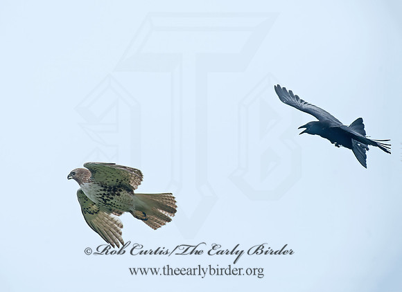 Buteo jamaicensis  RED-TAILED HAWK 8035410z