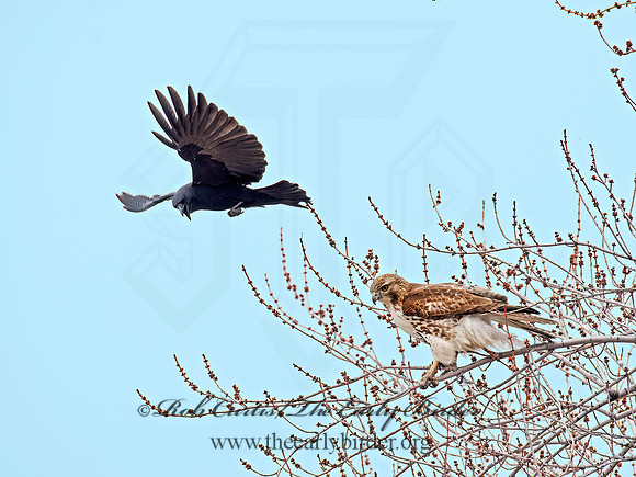 Buteo jamaicensis  RED-TAILED HAWK 9020810z