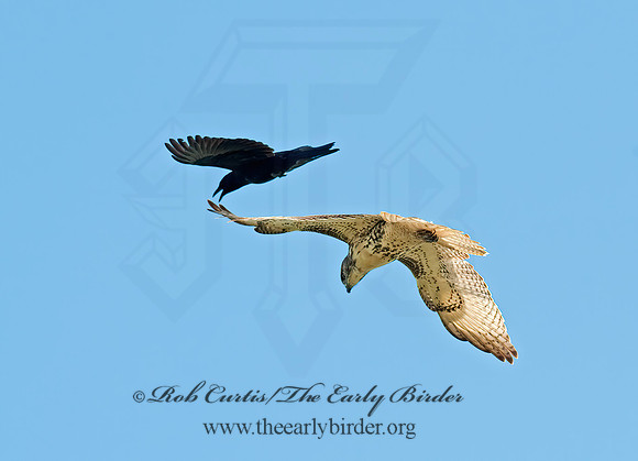 Buteo jamaicensis  RED-TAILED HAWK 8023974z
