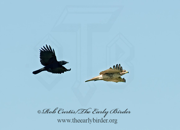 Buteo jamaicensis  RED-TAILED HAWK 8023986z