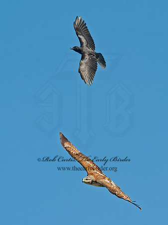 Buteo jamaicensis  RED-TAILED HAWK 8023976z