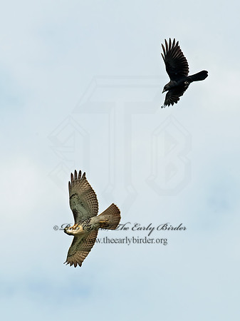 Buteo jamaicensis  RED-TAILED HAWK 8023824z