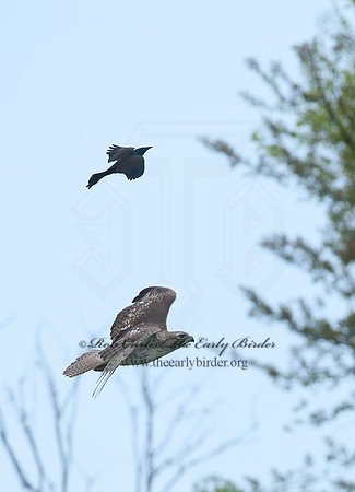 Buteo jamaicensis  RED-TAILED HAWK 8035386z