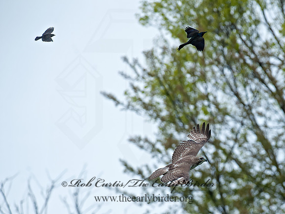 Buteo jamaicensis  RED-TAILED HAWK 8035387z