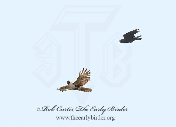 Buteo jamaicensis  RED-TAILED HAWK 8035398z