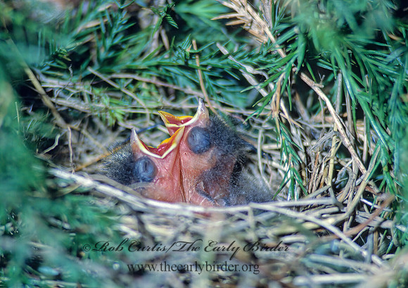 Spizella passerina  CHIPPING SPARROW 40408z