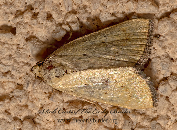Marimatha nigrofimbria  BLACK-BORDERED LEMON MOTH 3036223z