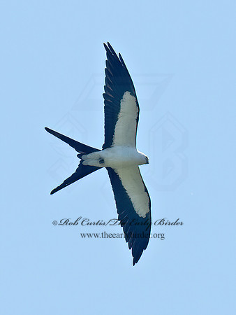 Elanoides forficatus  SWALLOW-TAILED KITE 6038223z
