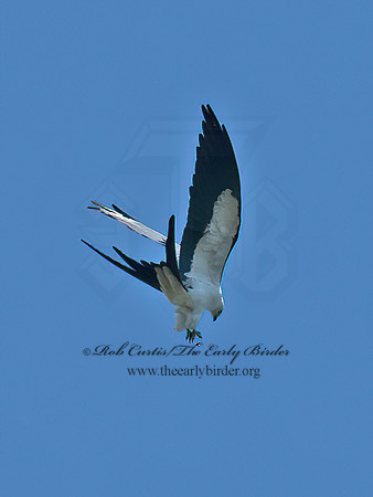Elanoides forficatus  SWALLOW-TAILED KITE 6038232z