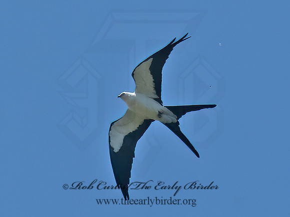 Elanoides forficatus  SWALLOW-TAILED KITE 6038240z