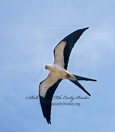 Elanoides forficatus  SWALLOW-TAILED KITE 272112z