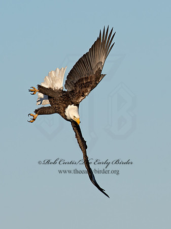 Haliaeetus leucocephalus  BALD EAGLE 9018558z