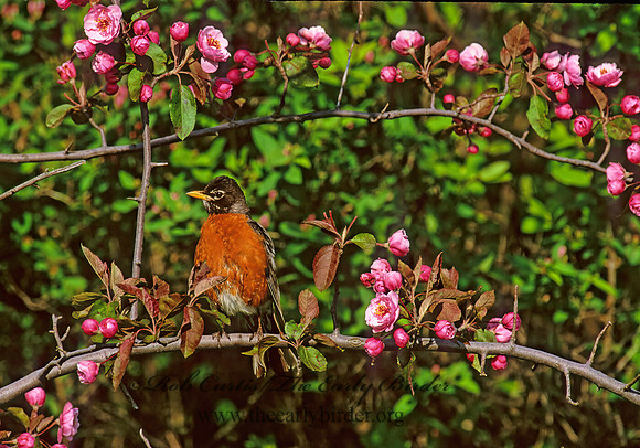 Turdus migratorius  AMERICAN ROBIN 299910z
