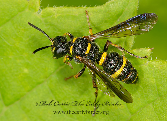 Cerceris insolita  WEEVIL WASP 9013642z