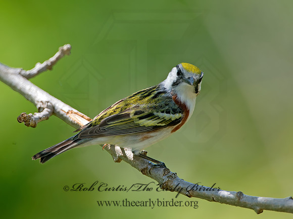 Setophaga pennsylvanica  CHESTNUT-SIDED WARBLER 9038871z