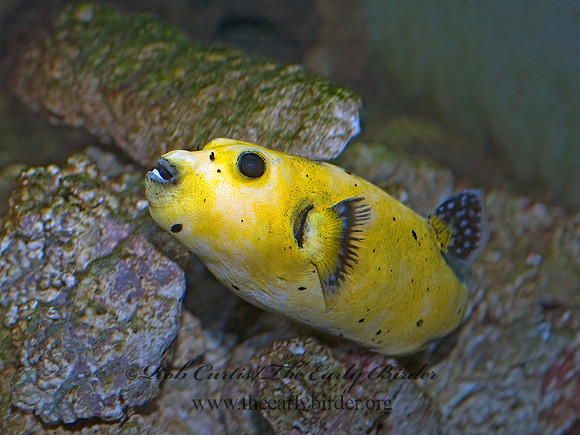 Arothron meleagris  WHITESPOT PUFFER 8015998z