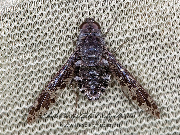 Anthrax irroratus  BEE FLY 6010276z