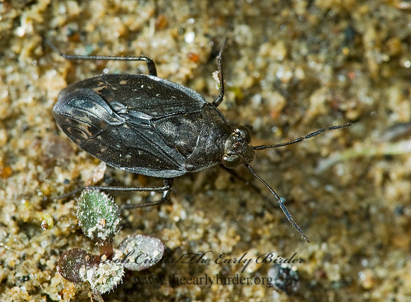 Salda lugubris 5002553z