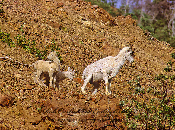 Ovis dalli  DALL SHEEP 235707z