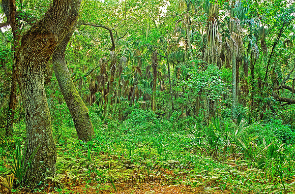 Kissimmee SP 260804z