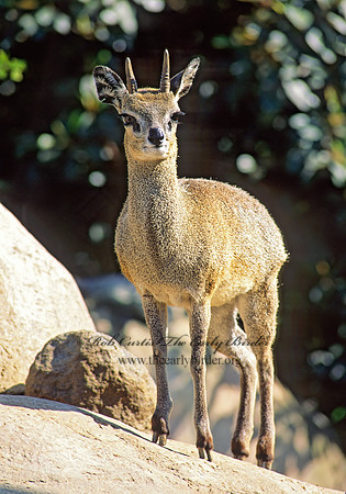 Oreotragus oreotragus  KLIPSPRINGER 126720z