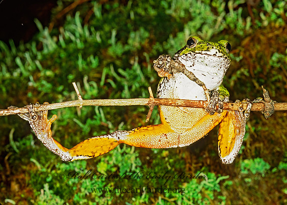 Dryphytes versicolor  GRAY TREEFROG 208301 z