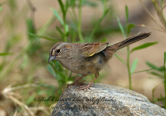 Aimophila ruficeps  RUFOUS-CROWNED SPARROW  7008100z
