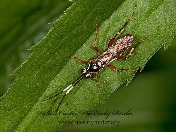 Cratichneumon  WHITE-SPOT RED ICHNEUMON WASP 3013580z