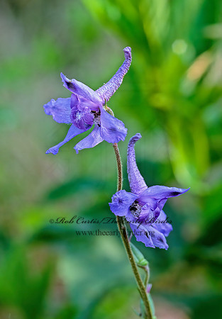 Delphinium tricorne  DWARF LARKSPUR  171135z