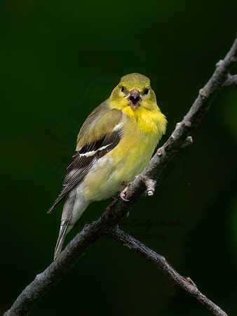 Spinus tristis AMERICAN GOLDFINCH 9077351z