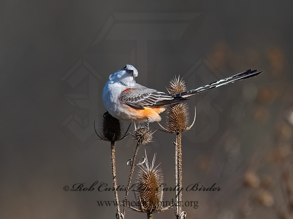 Tyrannus forficatus SCISSOR-TAILED FLYCATCHER 3047689z