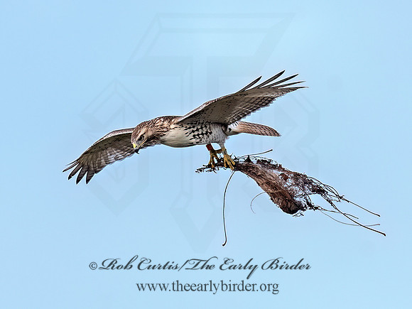 Buteo jamaicensis RED-TAILED HAWK 3047253 (1)