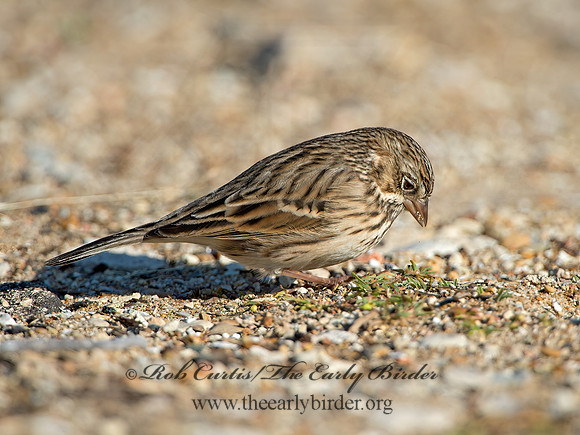 Pooecetes gramineus  VESPER SPARROW 9053817z