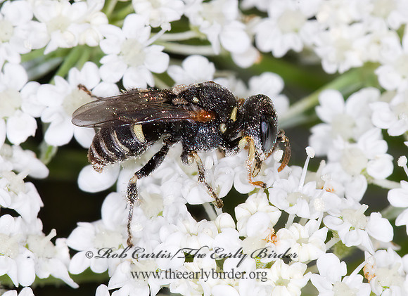 Oxybelus emarginatus  PRONGBACKED FLYHUNTER 6010381z