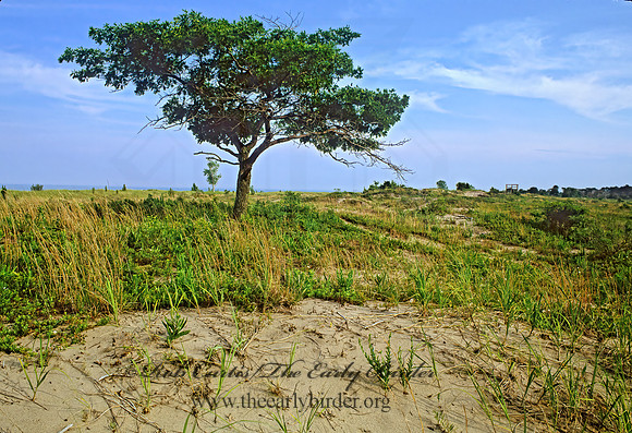 DUNES SCENE 282819z