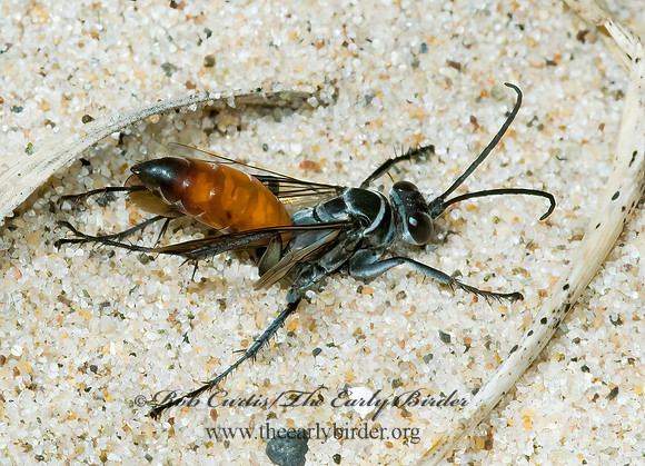 Anoplius apiculatus autumnalis  SPIDER WASP 5001866z