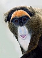 Cercopithecus neglectus DEBRAZZA'S MONKEY 6018533z