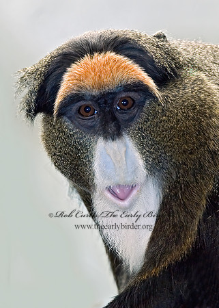 Cercopithecus neglectus  DEBRAZZA'S MONKEY 6018533z