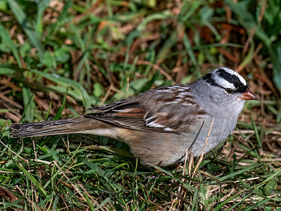 Zonotrichia leucophrys WHITE-CROWNED SPARROW 3047444z
