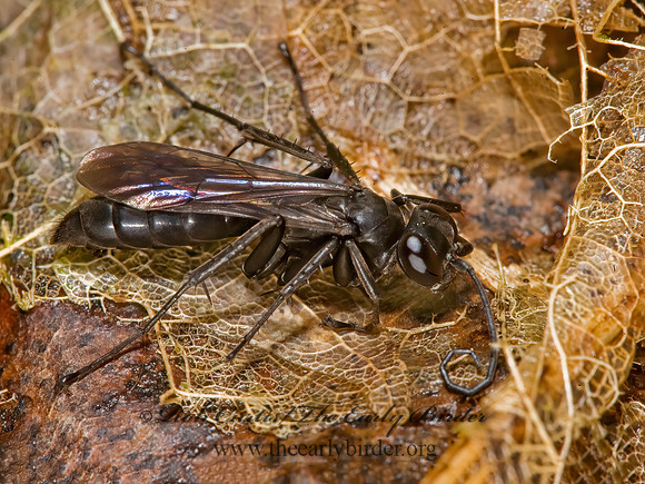 Anoplius nigritus  POMPILINAE SPIDER WASP 8007560z