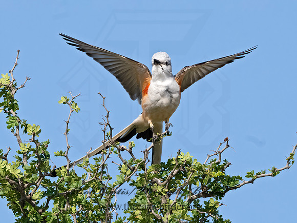 Tyrannus forficatus  SCISSOR-TAILED FLYCATCHER 3032999z