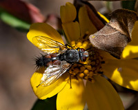 Aphria ocypterata ORANGE AB TACHINID 3024912z