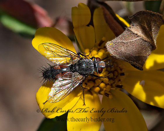 Aphria ocypterata  ORANGE AB TACHINID 3024912z