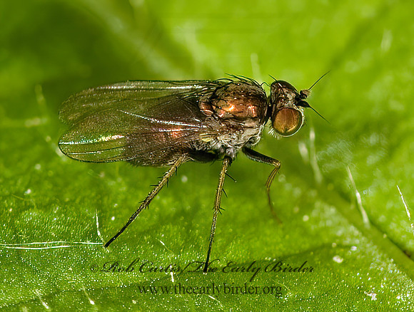 Diaphorini  LONGLEGGED FLY 8014184z