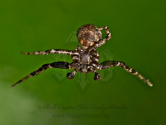 Bassaniana  CRAB SPIDER 9079272z
