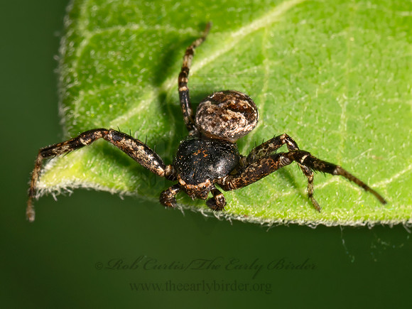 Bassaniana  CRAB SPIDER 9079273z